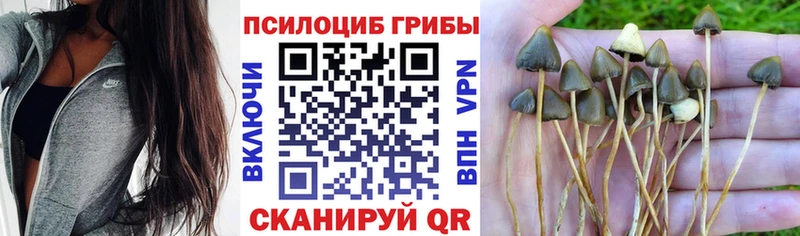 Галлюциногенные грибы прущие грибы  Кимовск 